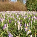 Crocus tommasinianus fleur
